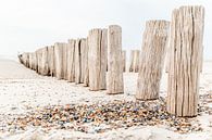 Poles and shells on the beach in Domburg by Dana Schoenmaker thumbnail