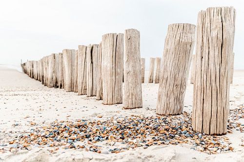 Pfähle und Muscheln am Strand in Domburg