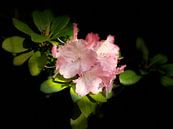 Rhododendron by Marianna Pobedimova thumbnail