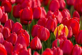 Die eine, die anders ist von Gerry van Roosmalen