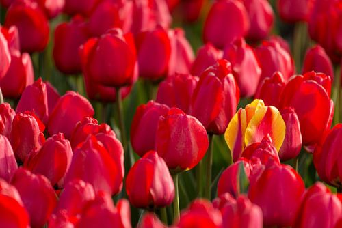 Die ene die anders is