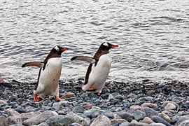 The gentoo penguins of Antarctica by Roland Brack