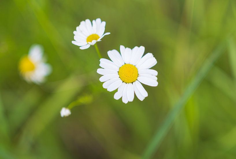 Plants and flowers in nature. by Marcel Kerdijk