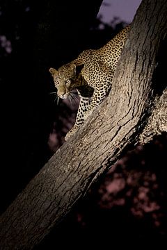 Luipaard in een boom van Dirk-Jan Steehouwer