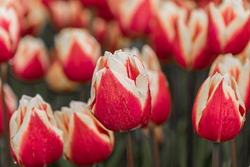 Tulpen, rood met een wit randje van Ans Bastiaanssen