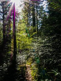 Light makes beauty by Thomas Hofman