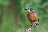 Kingfisher by Astrid Brouwers thumbnail