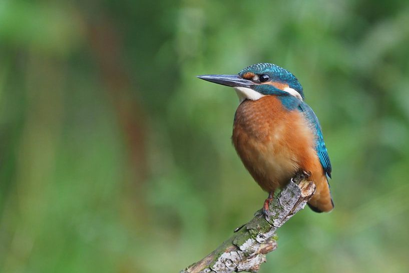 Kingfisher by Astrid Brouwers
