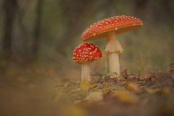 Protection de l'environnement