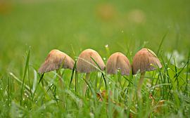 Paddestoelen by Jessica Berendsen