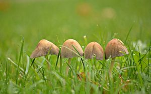 Paddestoelen van Jessica Berendsen