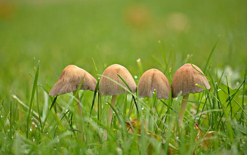 Paddestoelen