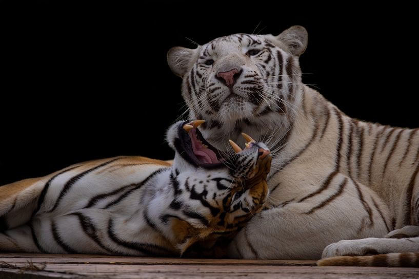 Playful Tigers by Roel  van Moorsel