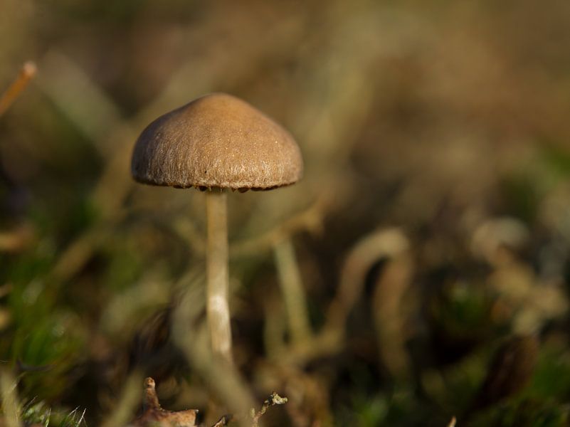 Mini-Pilz von Maaike Munniksma