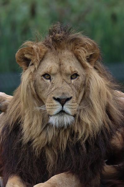 Leo par Rodney Pauwels