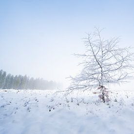 Zerbrechlicher Baum von Michel Mabille