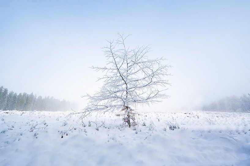 Arbre fragile par Michel Mabille