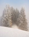 Coniferous trees covered with fresh snow in winter in Tannheimer valley in Tyrol Austria by Daniel Pahmeier thumbnail