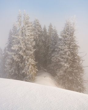 Naaldbomen bedekt met verse sneeuw in de winter in het Tannheimdal in Tirol Oostenrijk van Daniel Pahmeier
