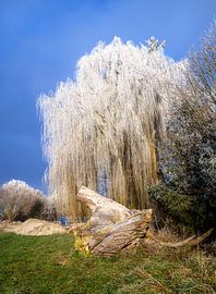 Saule pleureur recouvert de givre
