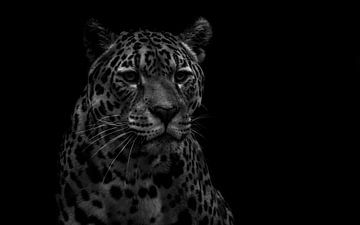 Luipaard in zwart-wit van Claire Groeneveld