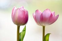Pink tulips