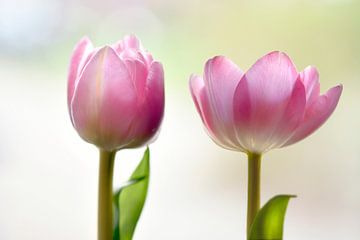 Roze tulpen van Jeannette Penris