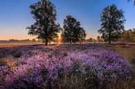 The purple moor by Jan van de Riet thumbnail