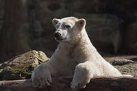 Polar bear : Ouwehands Dierenpark