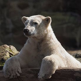IJsbeer : Ouwehands Dierenpark van Loek Lobel