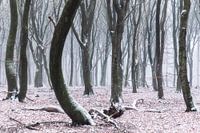 Dancing trees