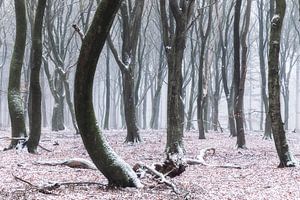 Arbres dansants sur Tristan Lavender