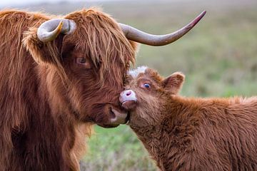Mother love with the highland cattle by Annett Mirsberger