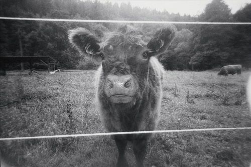 Cattle on analogue black-and-white film