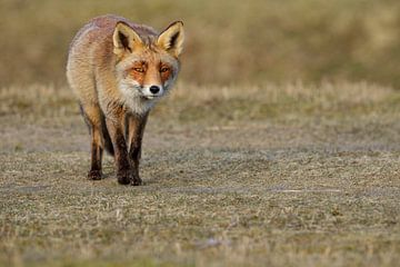 Vos (Vulpes vulpes) van Ronald Pol