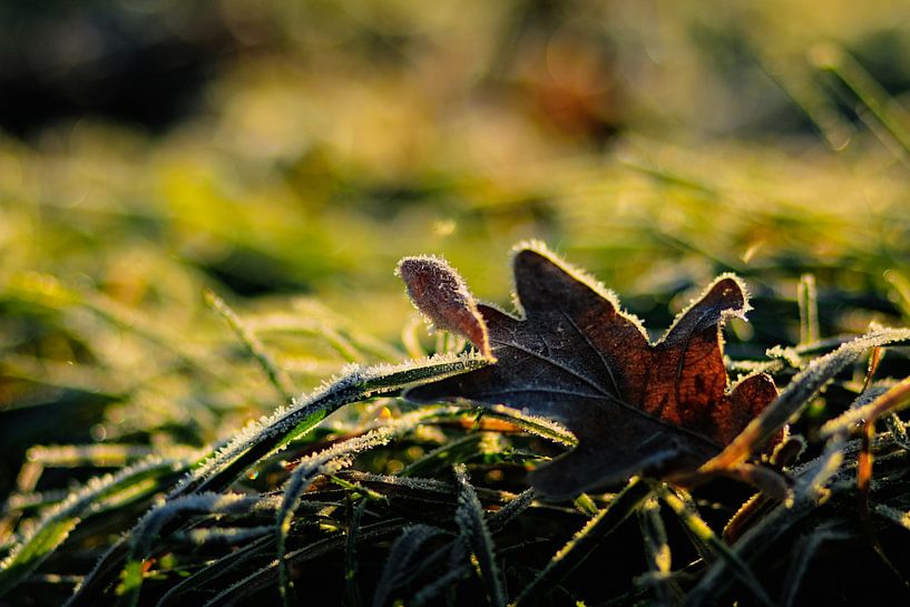 Frost 04 par Akinnafotografie