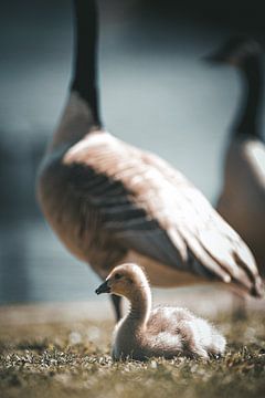 Young goose with its mother