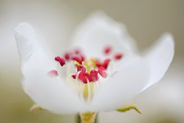 Pear blossom von Barbara Brolsma