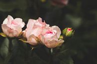 elegante rozen van Kristof Ven thumbnail