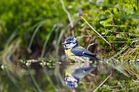 Mésange bleue
