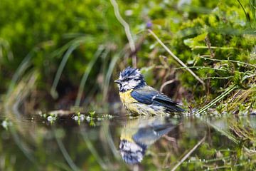 Blue Tit by Eline Buijsrogge