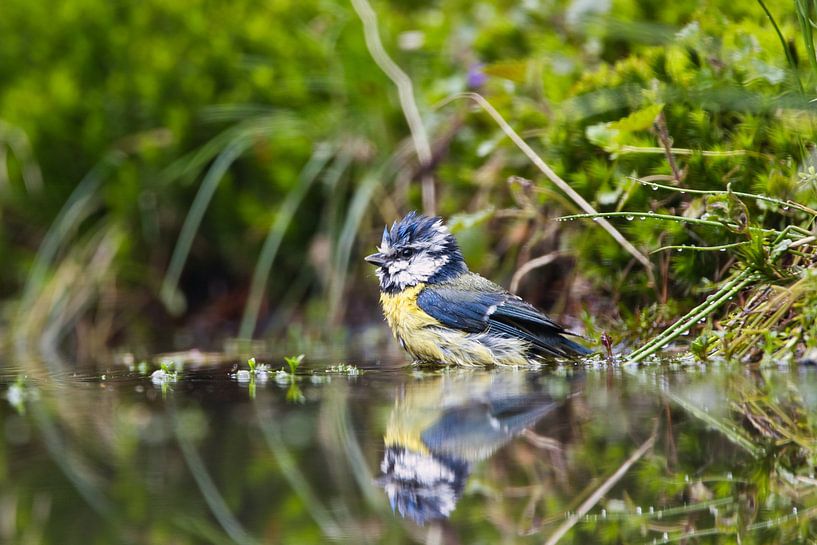 Mésange bleue par Eline Buijsrogge