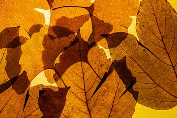 Bladeren in de herfst van Thomas Riess