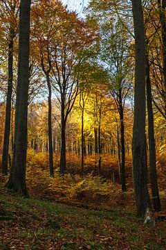 Trees in autumn in Jasmund National Park on the island of Rügen by Rico Ködder