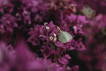 Witte vlinder tussen de paarse bloemen op Korfoe | Reisfotografie fine art foto print | Griekenland, van Sanne Dost