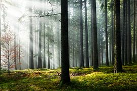 Nebelwald von Jürgen Wiesler