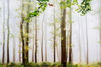 Summer Forest