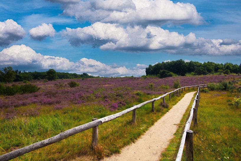 Flowering fields with Heather as far as you can see. by Brian Morgan