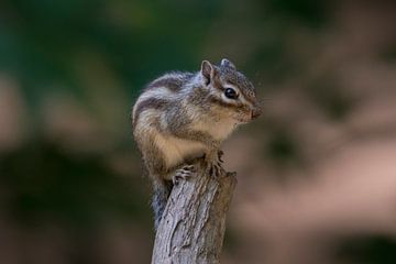 Siberian ground squirrel on top of branch by Marc van Tilborg