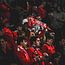 FC Twente